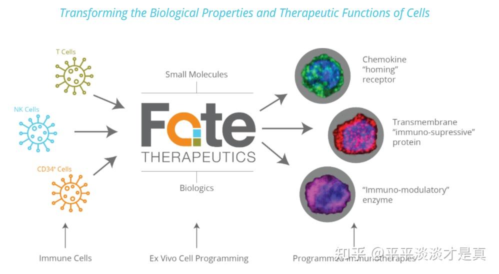 Fate therapeutics обзор