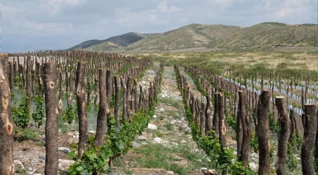 "世界最佳和南美最佳"酒庄——朱卡迪 - 知乎