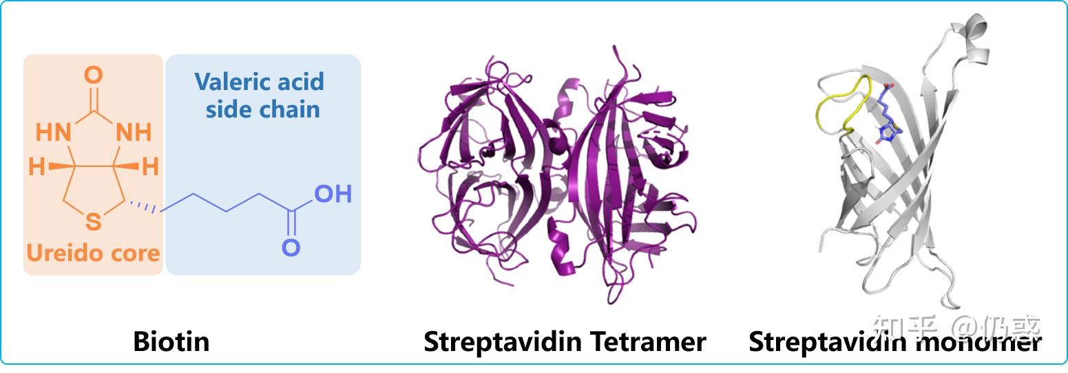 生物素(biotin,又称vitamin b7)是一种水溶性b族维生素,分子结构由