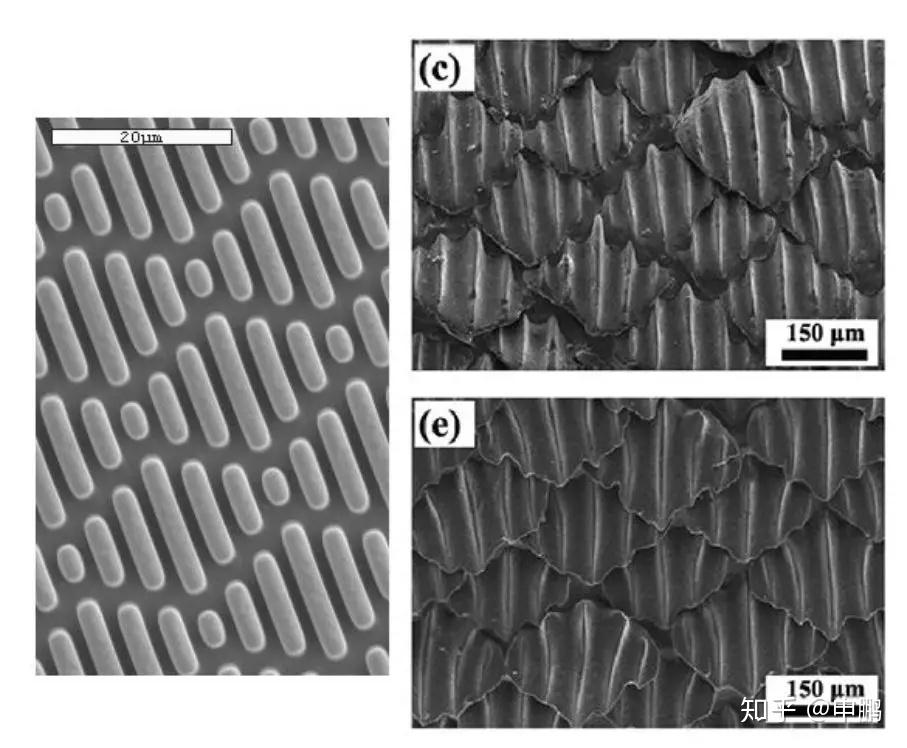 在显微镜放大下,鲨鱼皮表面并不是光滑如镜的,而是有很多细小的有规律