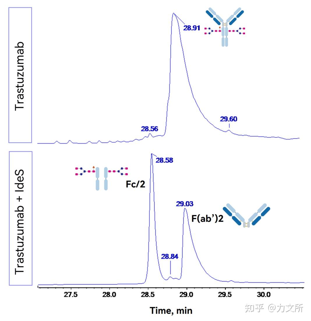 抗体药物表征研究及igg精准开锁工具ides蛋白酶在该研究中的应用