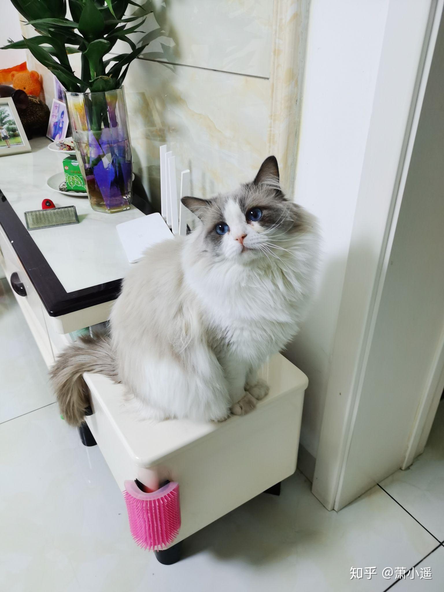 小时候面具不明显颜色浅的布偶成年到底什么样