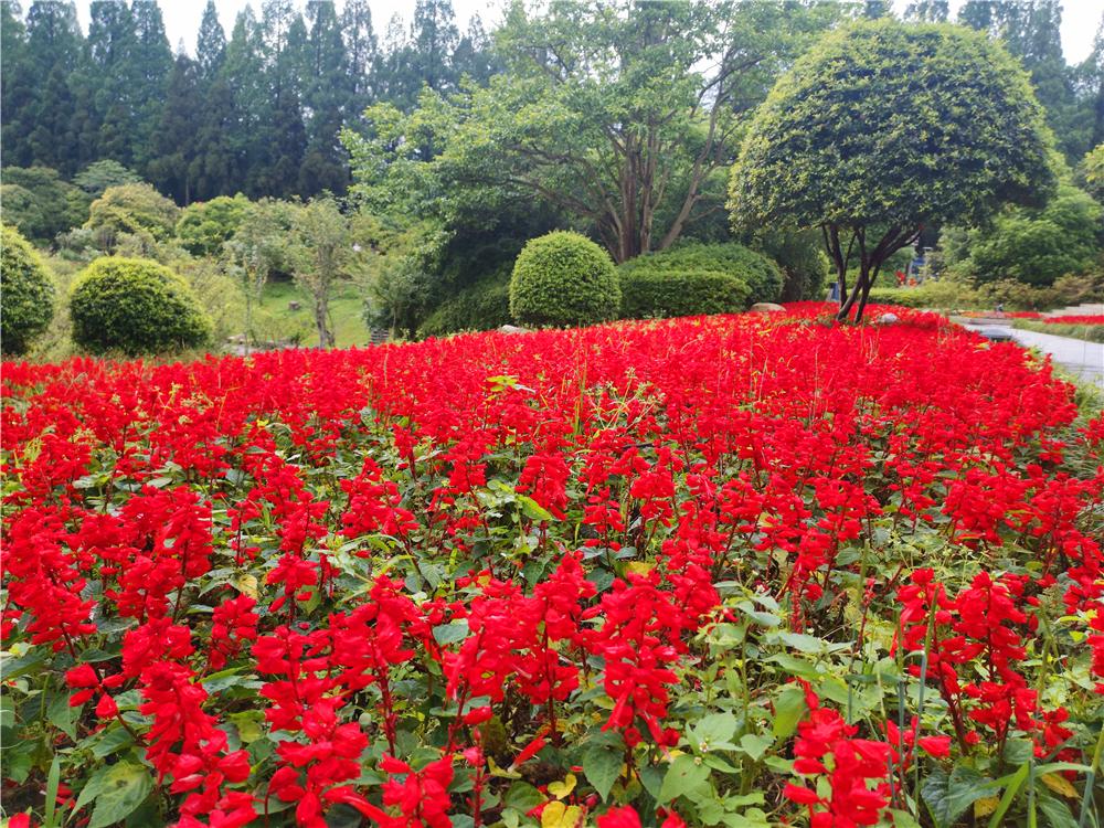 美丽吉安之井冈山茨坪挹翠湖公园一串红花开似锦光彩夺目