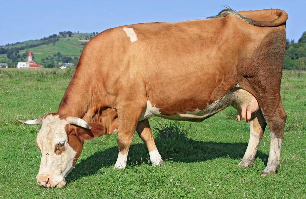 牛用B超机对母牛妊娠诊断的方法 - 知乎