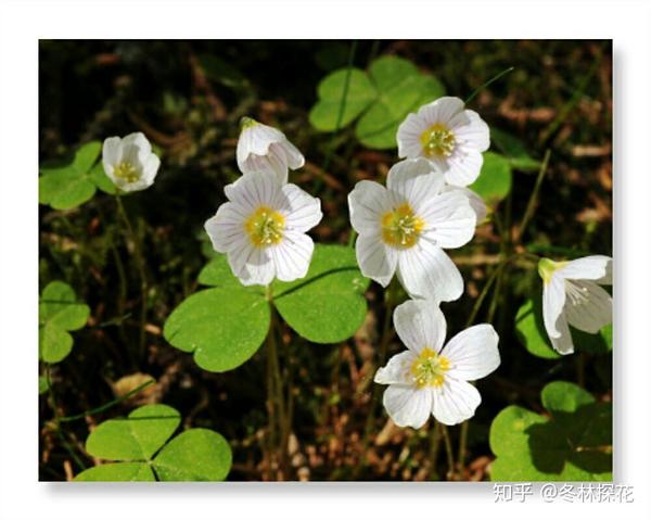 11月26日的生辰花 白花酢浆草 知乎