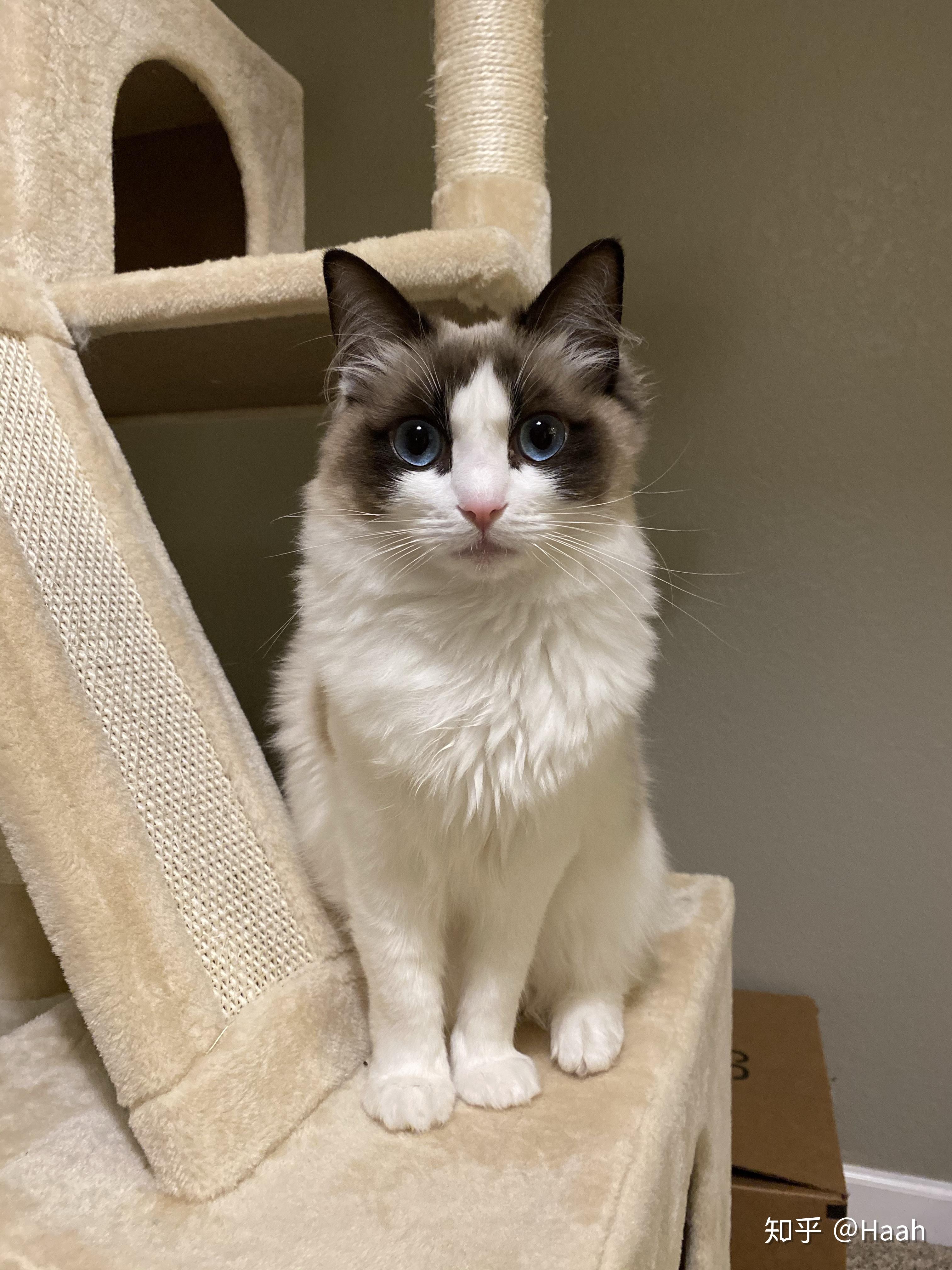 有哪些值得分享的布偶猫照片?