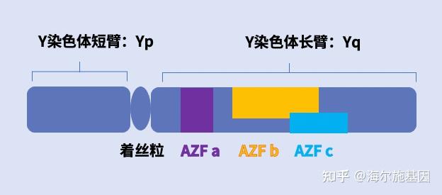 玩转sanger测序仪丨专题十四y染色体微缺失基因检测