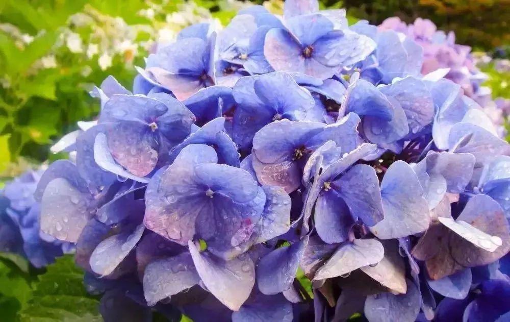 樱花的季节过去是时候轮到紫阳花开场啦