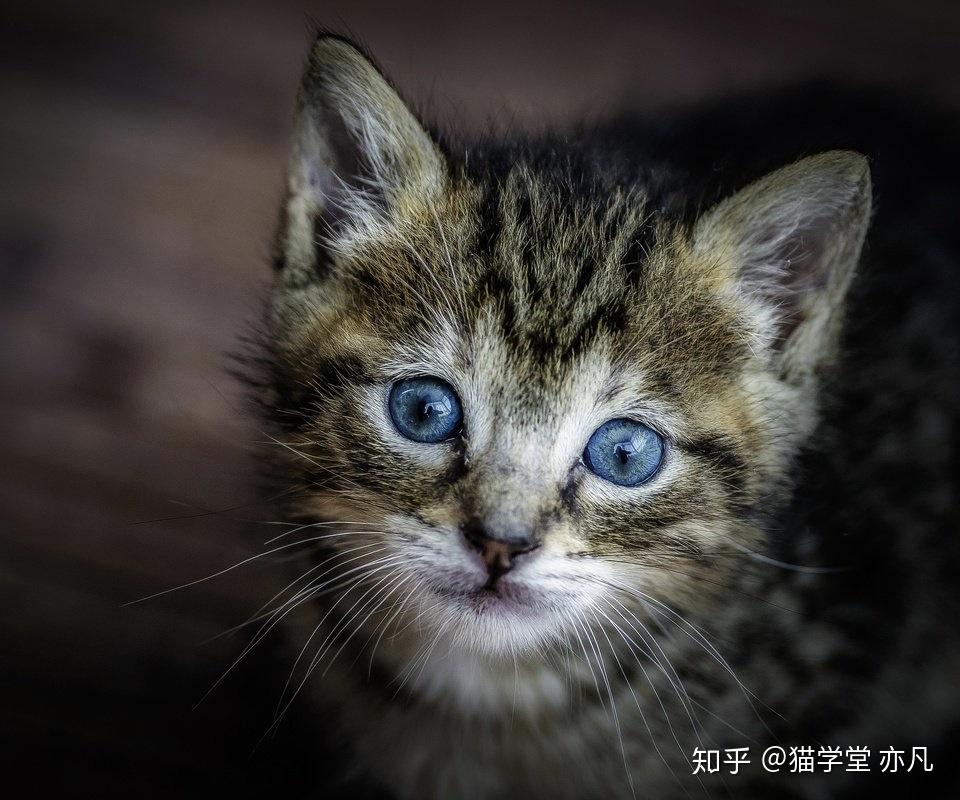 虹膜中的黑色素细胞活性可决定眼睛颜色的强度.