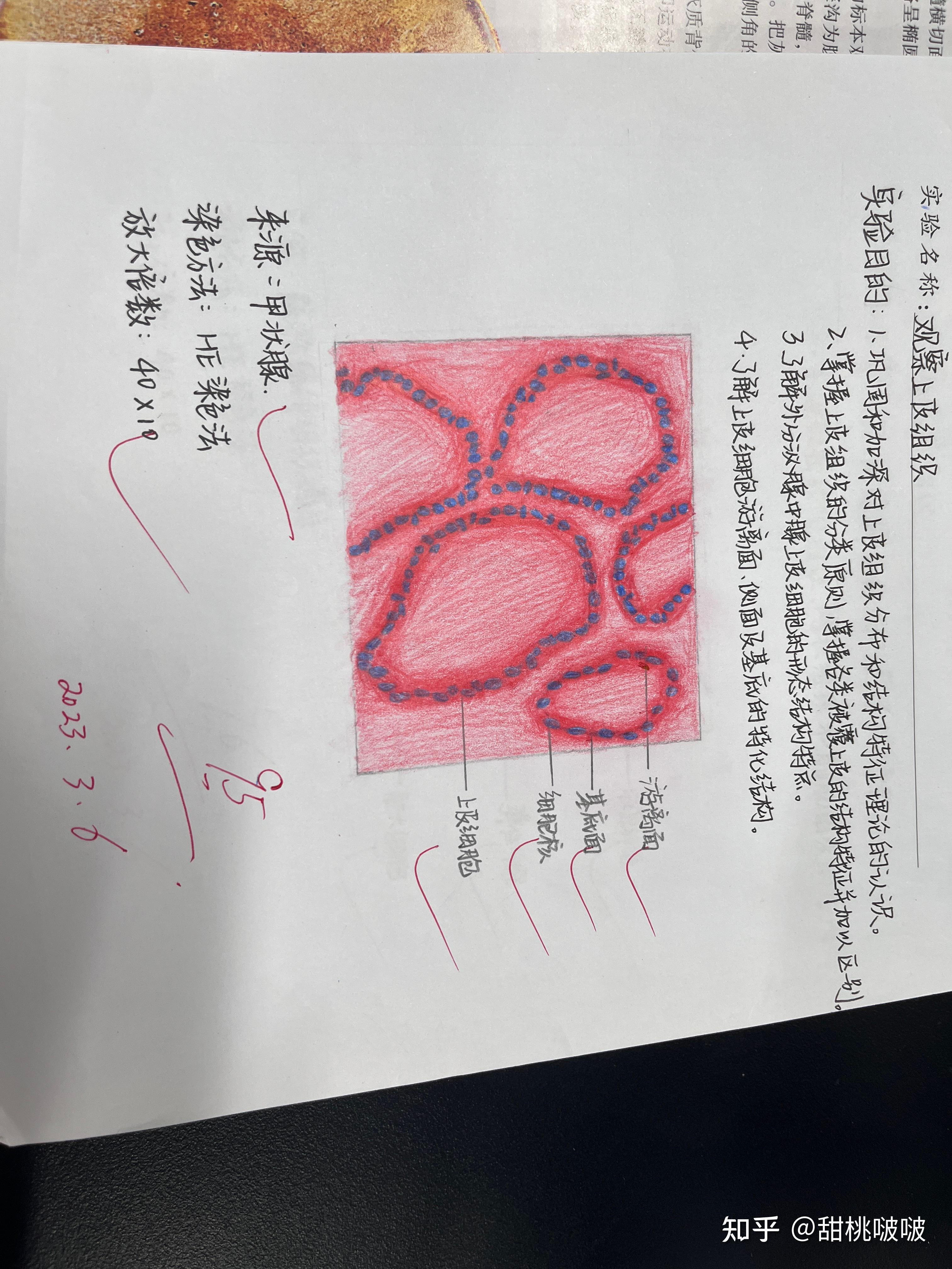 小鼠脾脏手绘图片图片