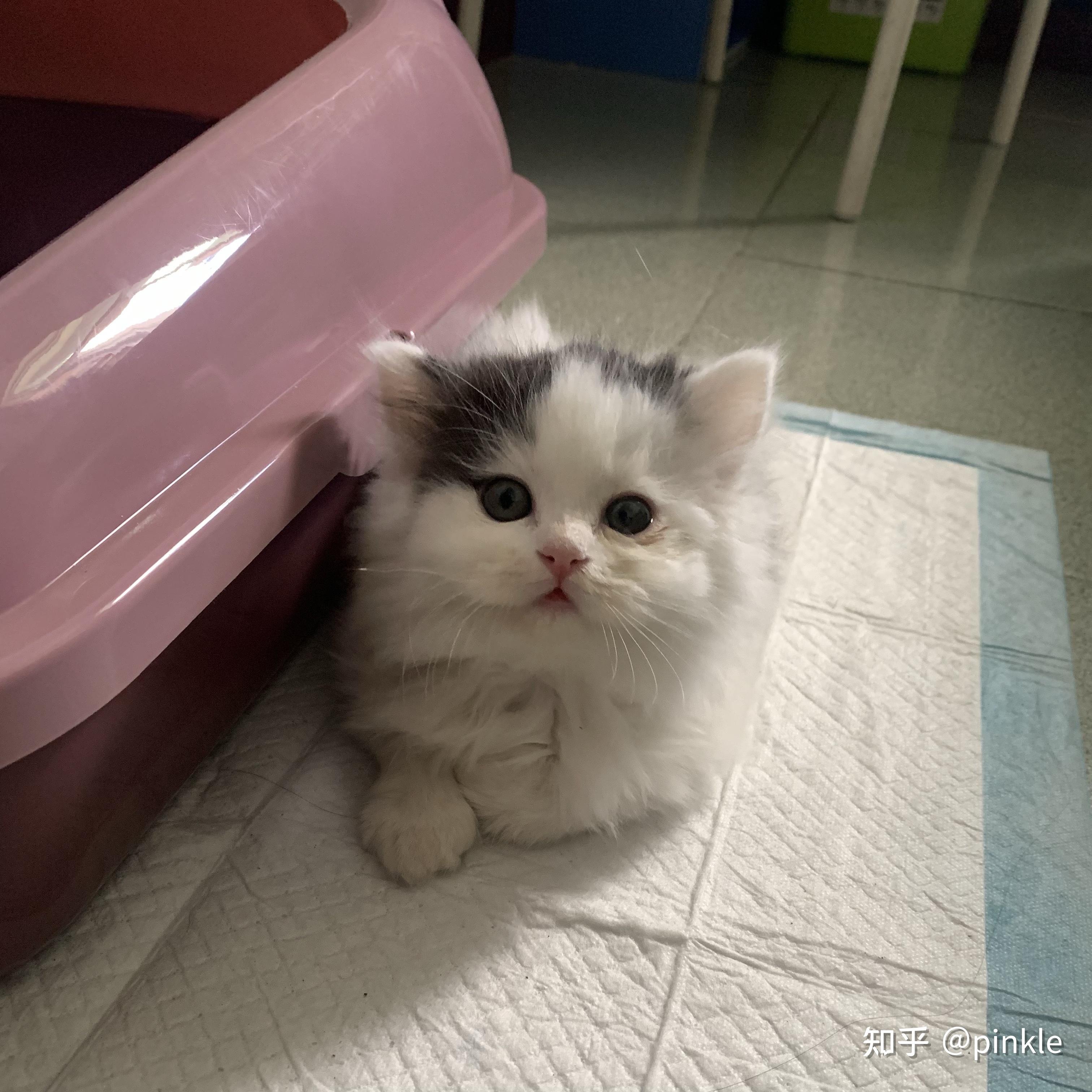 有木有布偶串银渐层的宝宝啊 想康康长什么样! - 知乎