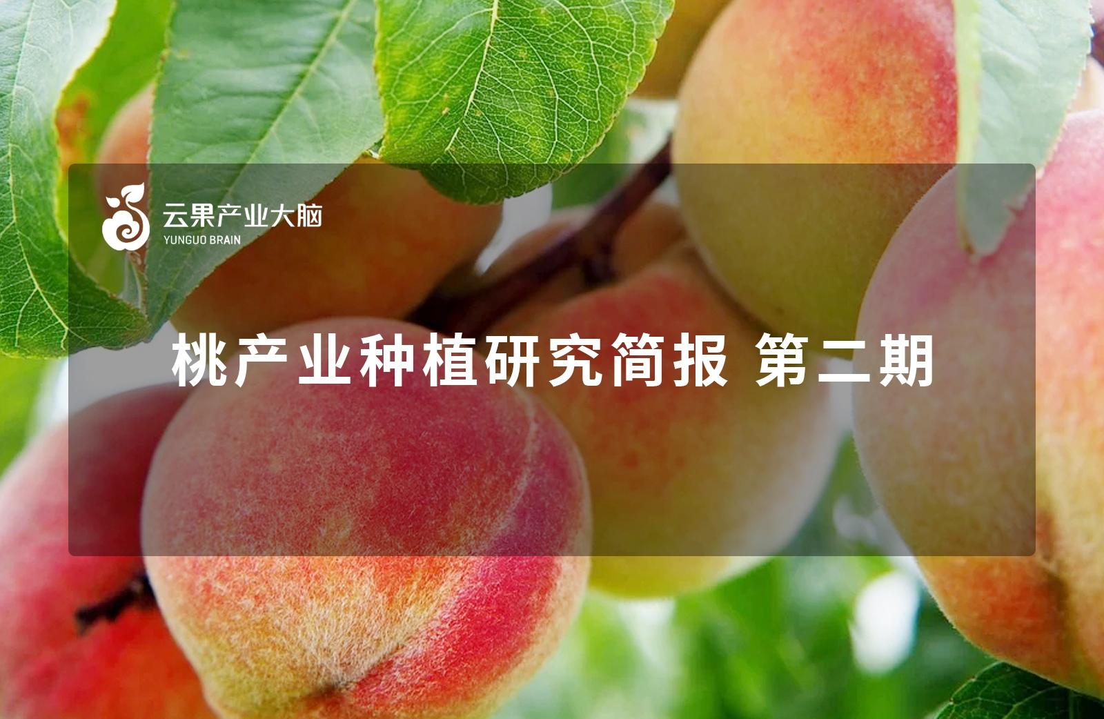 桃的品种有哪些（农村常见的六种桃子品种及其特点）-满趣屋