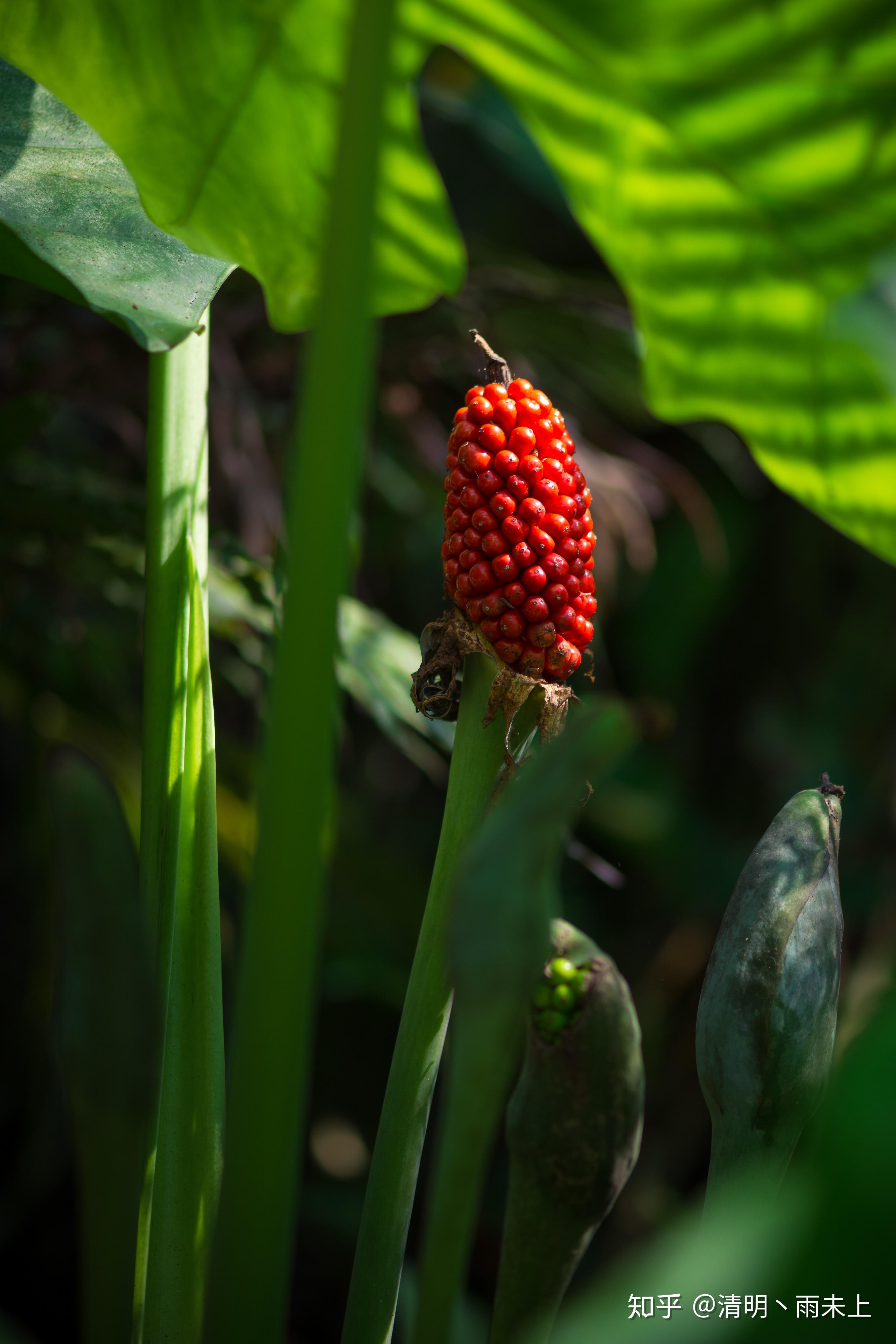 植物园之行第十一季海芋