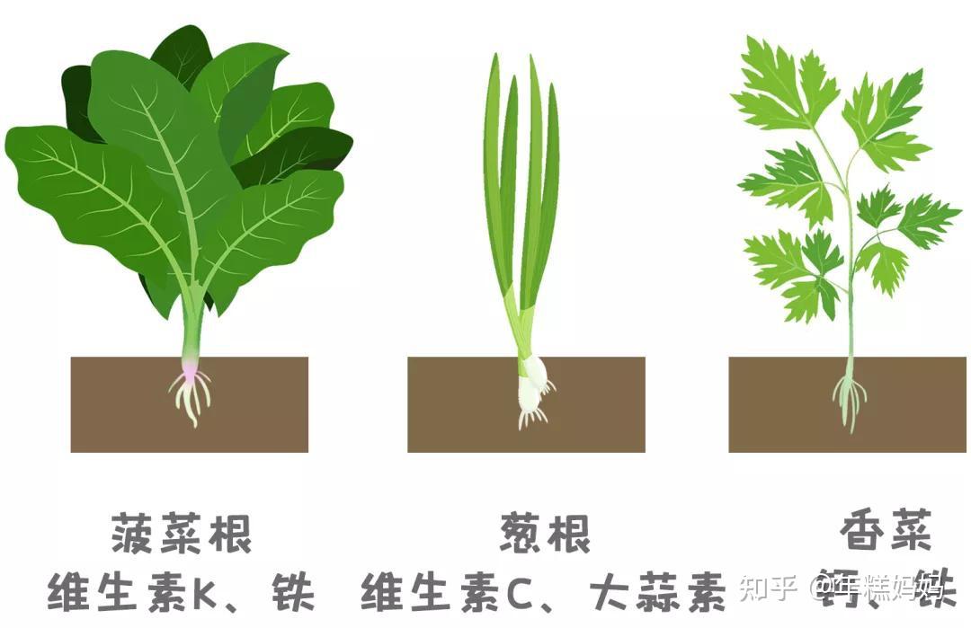 蔬菜各个组成部分图图片