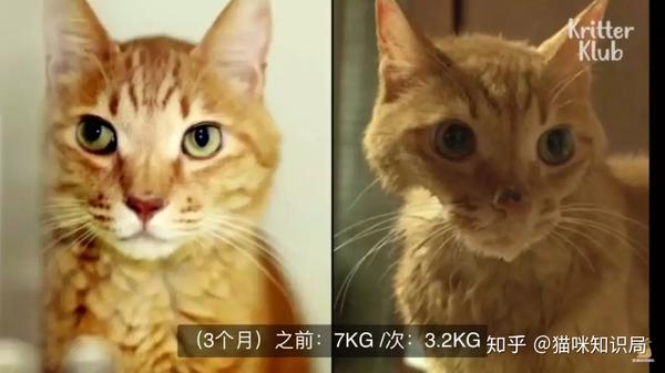 猫也会得抑郁症 别让你的猫咪经历这些 知乎