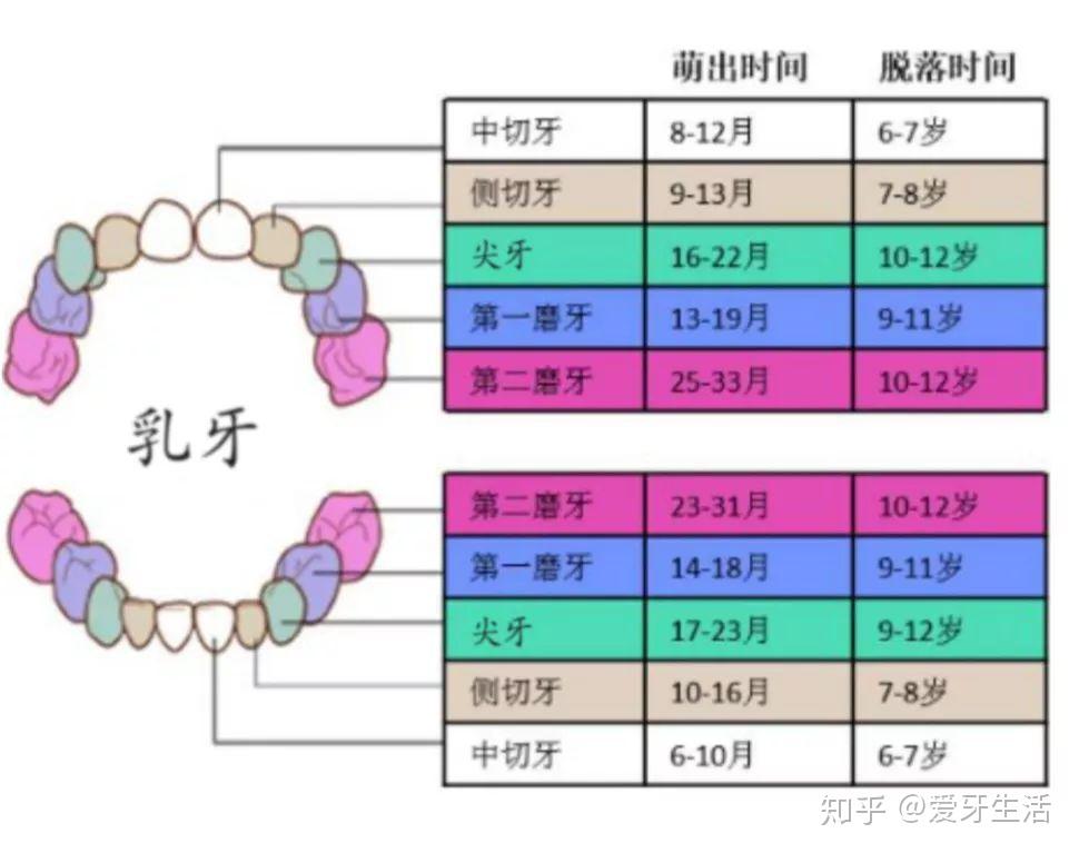 爱牙医生说小牙之孩子长了鲨鱼牙怎么办