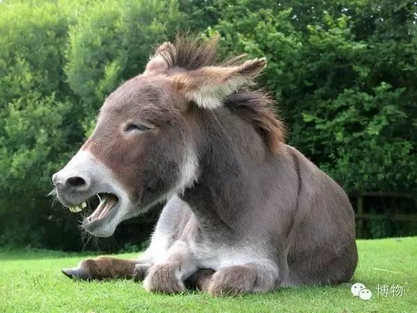 驴在许多文化中,都被认为外表丑陋,主要是跟马比较的结果.