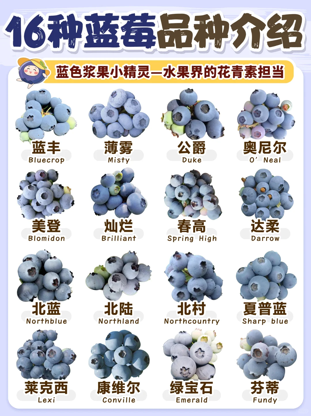 一张图看懂蓝莓97 16 种常见蓝莓品种,需要的收藏