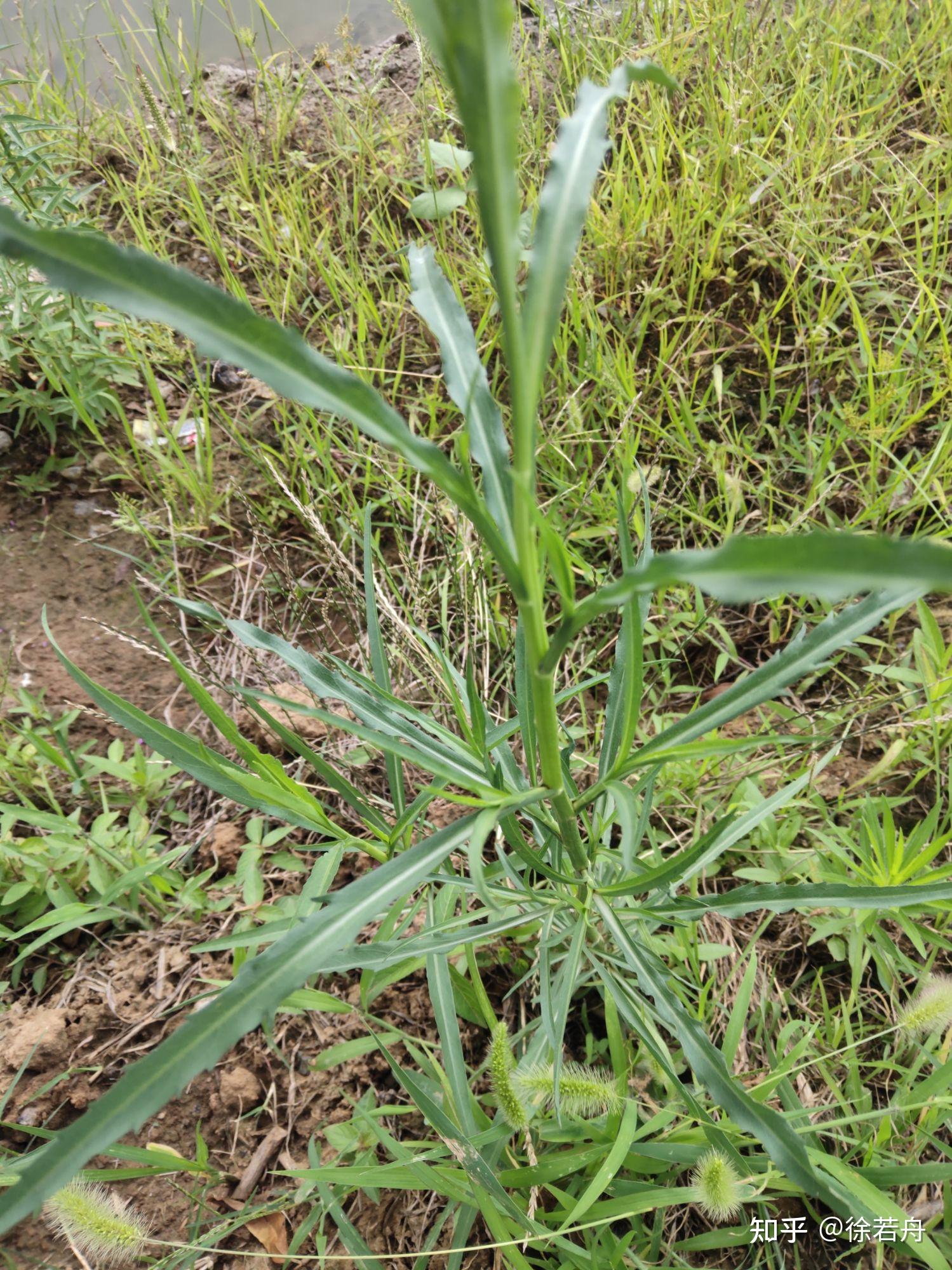 酸不溜草的功效图片