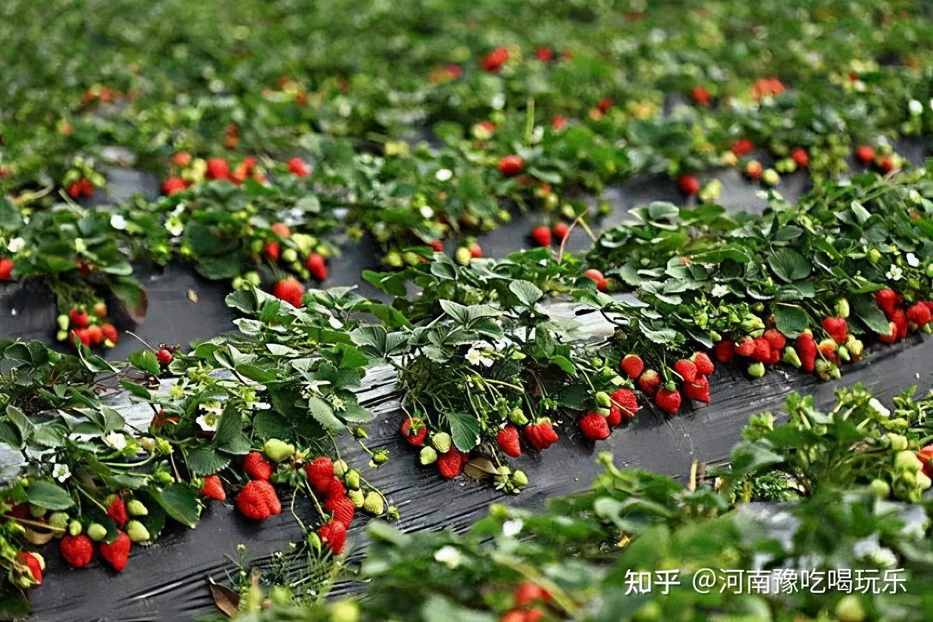 中牟县 超超草莓园,遇见小"莓"好共享"莓"好时光!