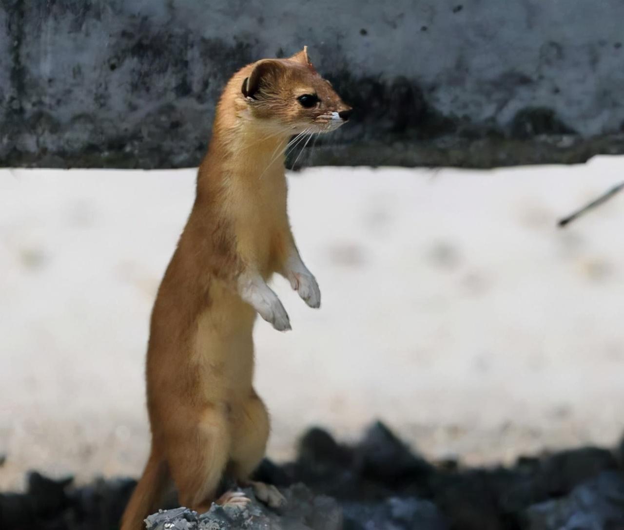 黄鼠狼不仅会给鸡拜年还会拜月亮这货咋这么邪乎别迷信