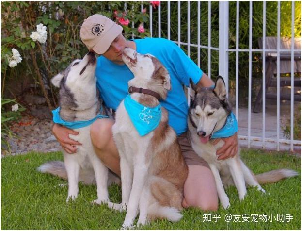 治愈犬,又称精神抚慰犬或者陪护犬.