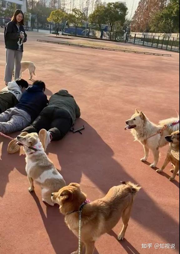 流浪狗猫被学生争抢一空,学校是学习的地方却养起了猫狗,合适吗 - 知乎