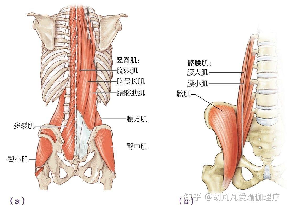 胸最长肌以及胸棘肌统称为竖脊肌