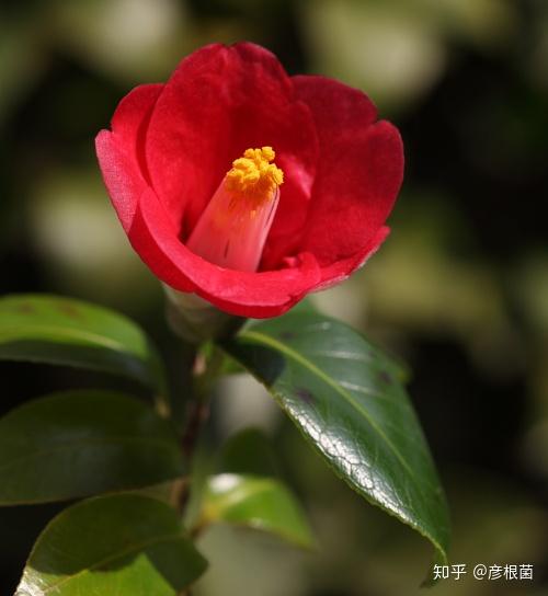 日本茶花100选 001出雲大社赤藪 知乎