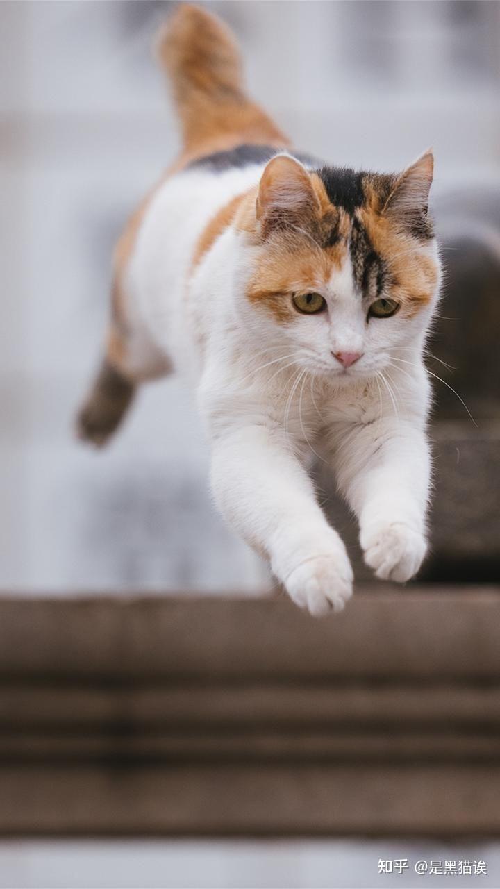 全面屏高清壁纸第三期猫猫