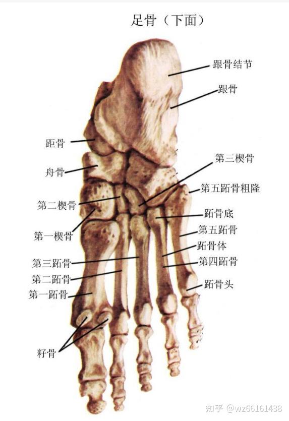 足关节名称图片