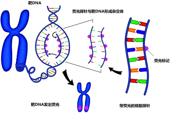 癌症检测系列之fish–点亮暗场中的致病基因