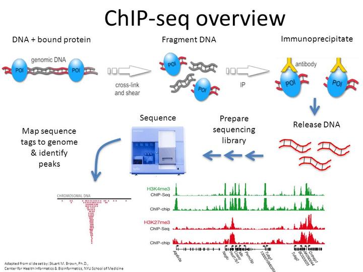 【工具】用Chip-Atlas查找基因的转录因子 - 知乎