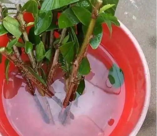 植物扦插，看这！ - 知乎