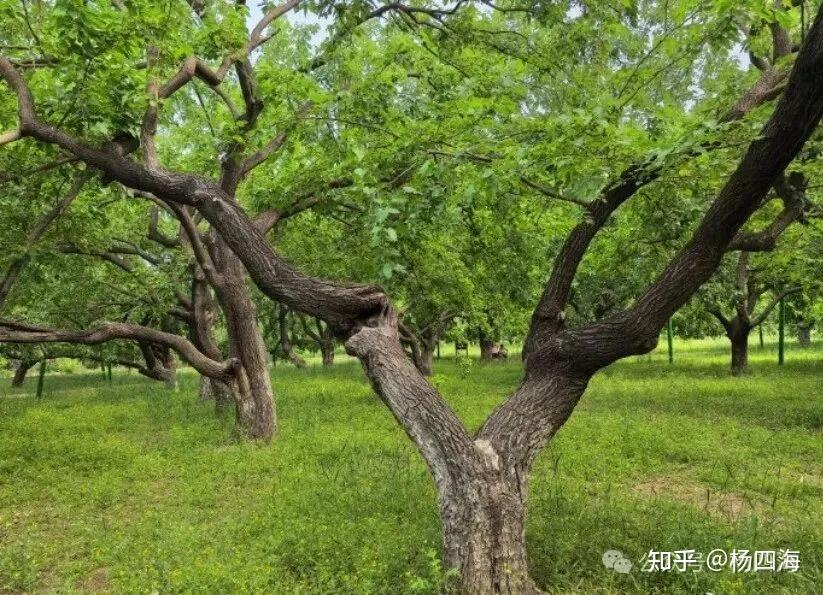商代鬼神之林:桑林 - 知乎