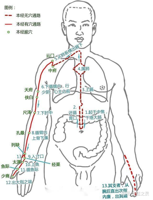 人体肺经的准确位置图图片