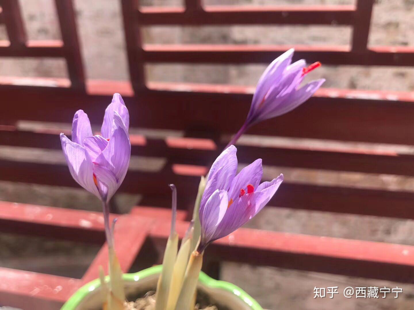 藏红花图片_藏红花的叶子图片大全 - 花卉网