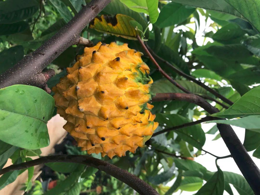 当然,他也尽量追求美感,比如他命名过香波果,仙亭吊灯花,大杯橄榄