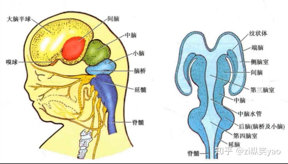 中枢神经系统的胚胎发育