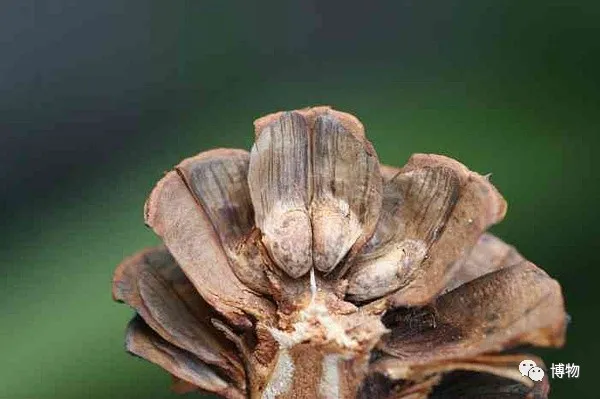 松子为什么这么贵?这是人和松鼠的博弈