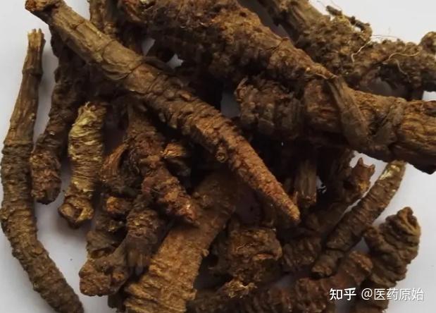 带你识别羌活 - 知乎