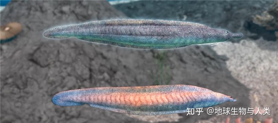 【鱼类全系列】无颌总纲—昆明鱼目(下) - 知乎