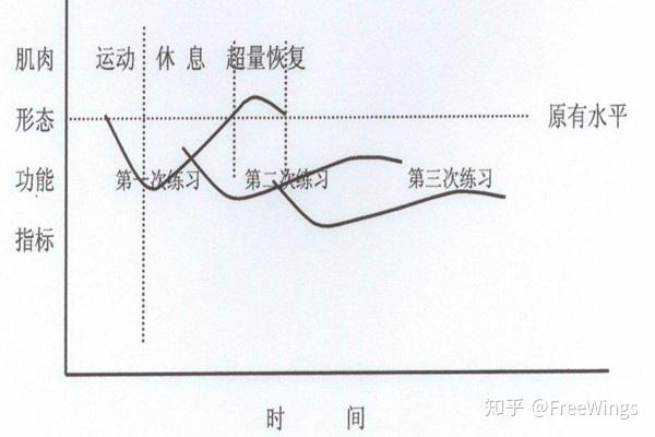 力量训练术语超量恢复渐进超负荷