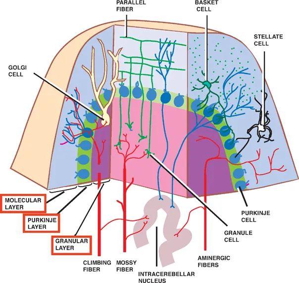 小脑的内部结构