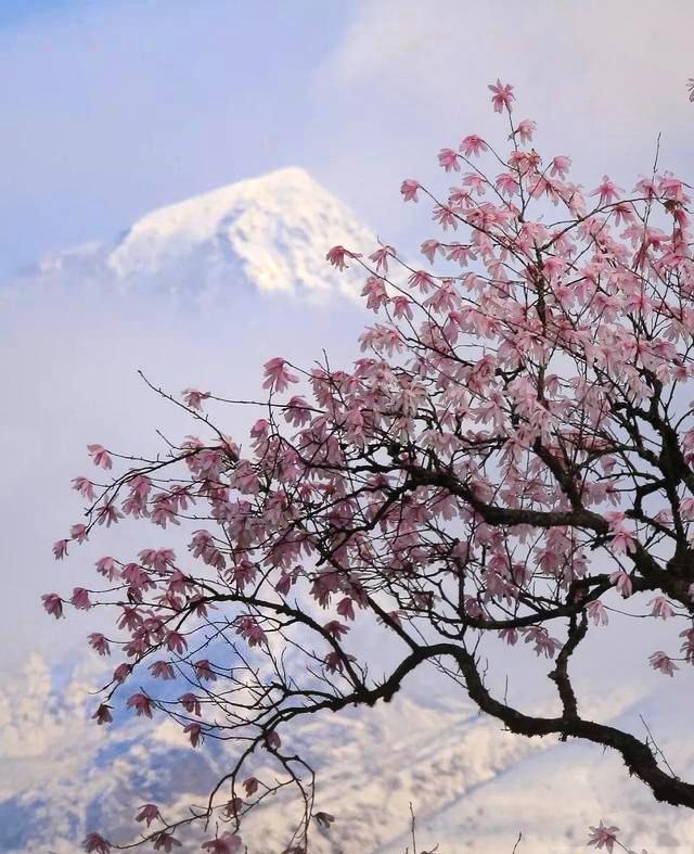 在日本富士山下赏樱既视感 还有雪山花海的绝妙组合 最全川西花季时间表 知乎