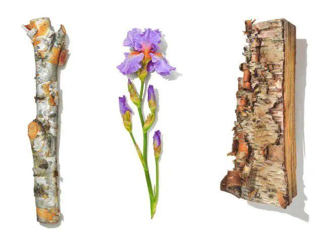 他用彩色铅笔画鸟巢,写实程度堪比照片,看得人起鸡皮疙瘩 - 知乎