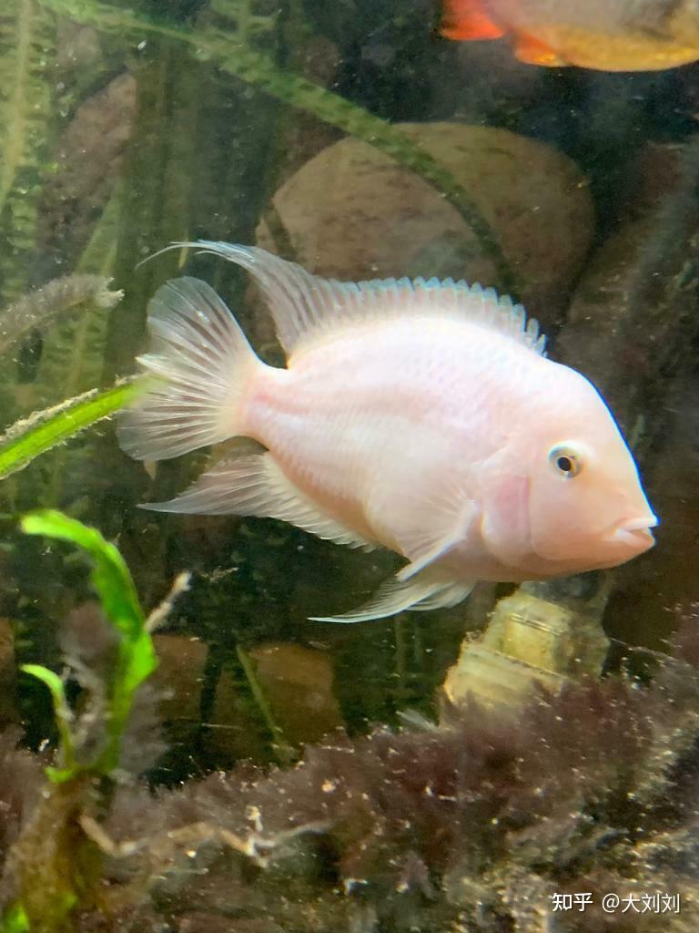 养鱼一招先迷你鹦鹉鱼怎么养怎么繁殖