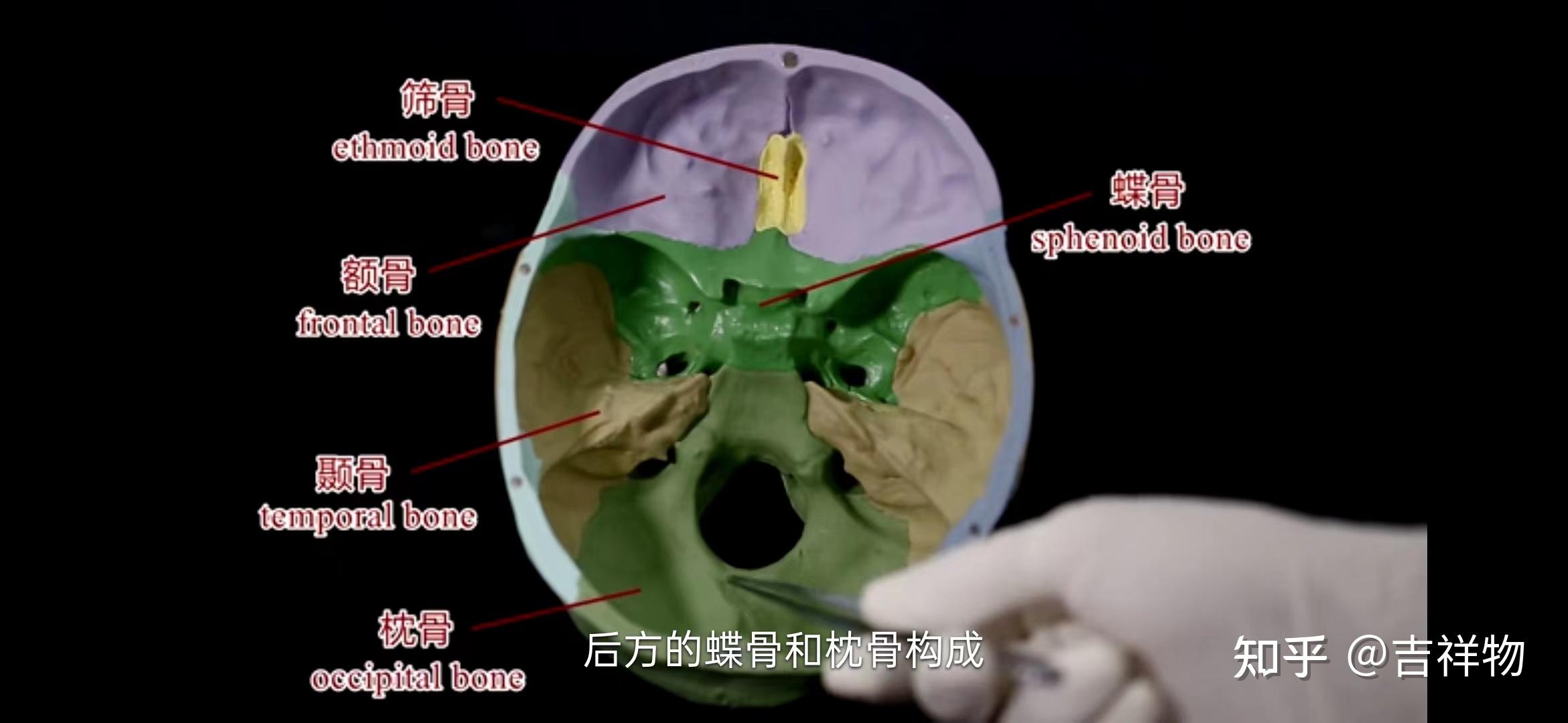 系统解剖学笔记1-颅骨 - 知乎