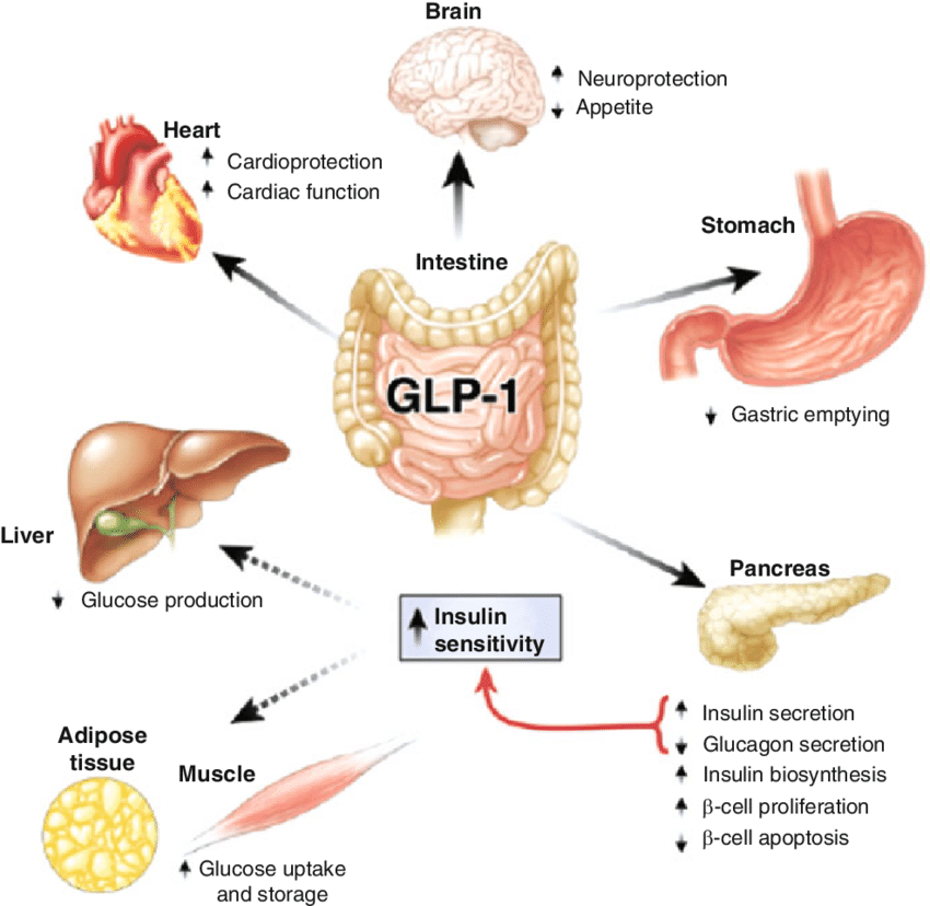 Glp 1 Receptor Distribution And Keto Diet For Improved Insulin preview