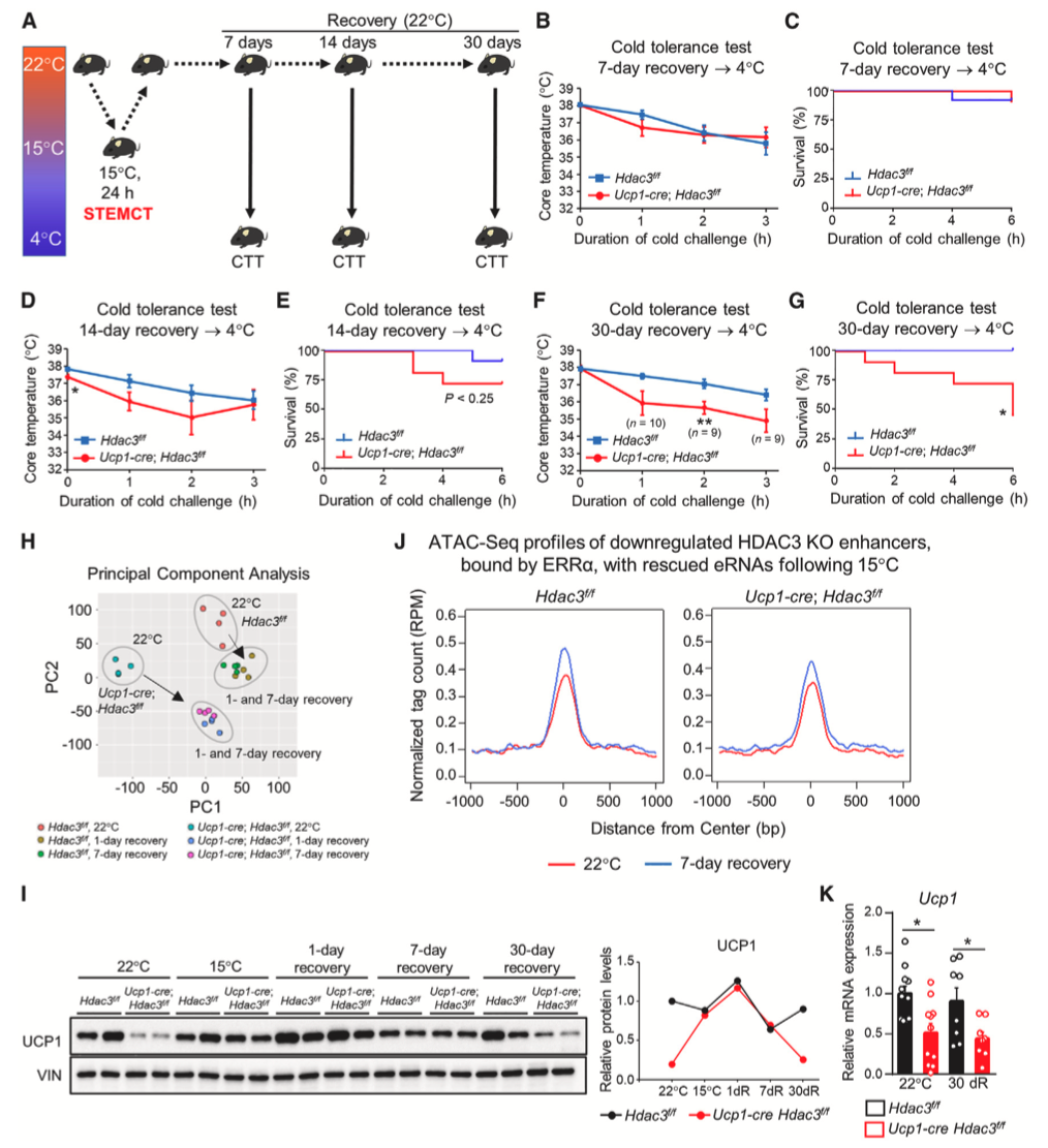 Cell Metabolism丨轻度寒冷预处理通过表观遗传学变化延长极寒小鼠存活 - 知乎